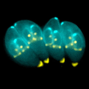 Toxoplasma gondii. Photo © Ke Hu and John Murray, under a  Creative Commons Attribution 2.5 Generic license.