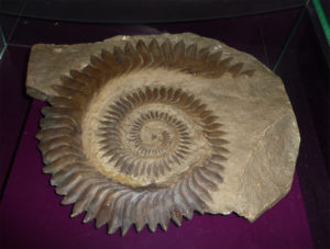 Helicoprion dental spiral. (Photo © Citron / CC-BY-SA-3.0. From Wikimedia Commons.)