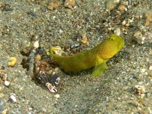  Alpheus bellulus (snapping shrimp) with partner Cryptocentrus cinctus (yellow shrimp goby). A symbiotic relationship where the blind shrimp digs the protective burrow and the keen-eyed goby serves as lookout. Photo and caption © Nick Hobgood, 2009. CC BY-SA 2.0. Retrieved from Wikimedia Commons