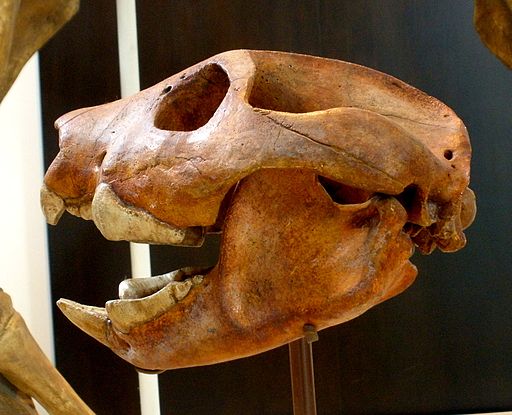 A Thylacoleo carnifex skull. Note the blade-like teeth. © Ghedoghedo, 2008 (CC BY-SA 3.0)