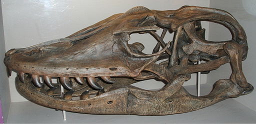 Varanus (formerly Megalania) prisca skull, about 29” long. © Steven G. Johnson, 2009 (CC-BY-SA 3.0)