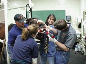 vet_students_clinical_training_2006-08