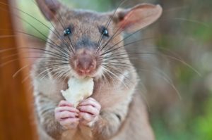 APOPO rat holds a snack in its paws